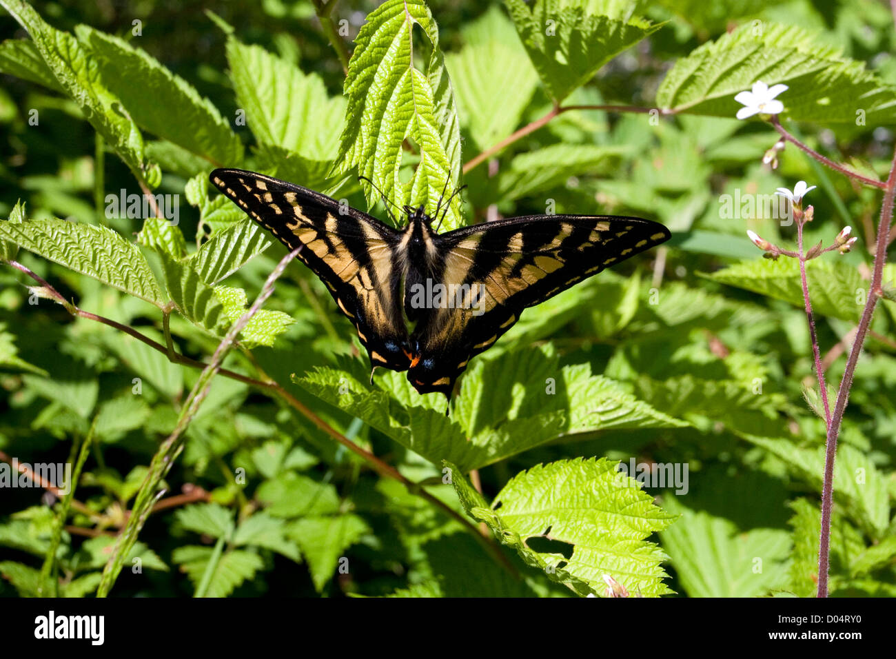 Western Tiger coda forcuta (Papilio rutulus) farfalla su bush vicino al lago Quinault, il Parco Nazionale di Olympic, Washington, Stati Uniti d'America in luglio Foto Stock