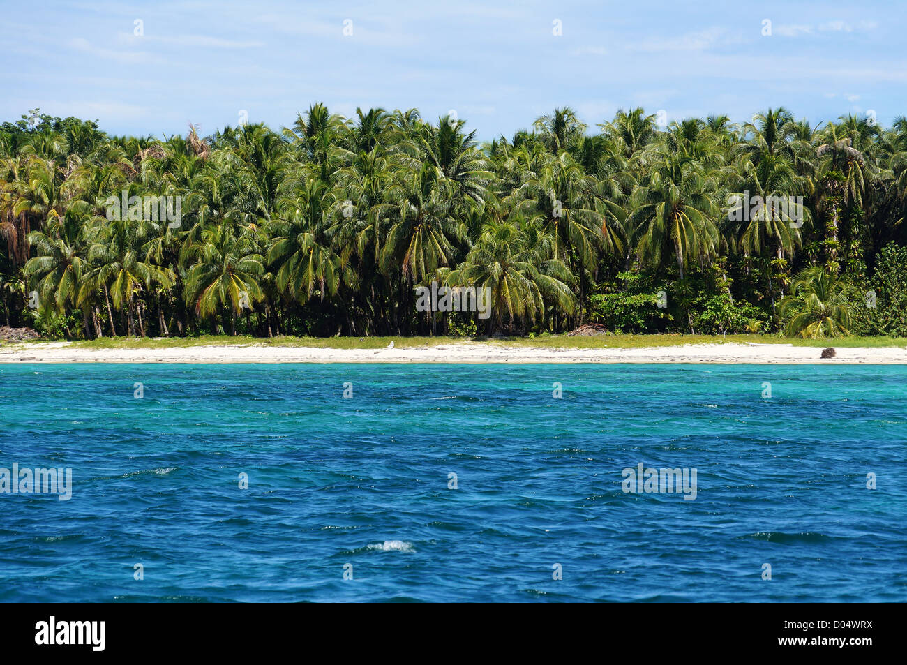 Spiaggia con lussureggianti alberi di noce di cocco in Zapatillas tasti, due isole situate in Bocas del Toro arcipelago, Mar dei Caraibi, Panama Foto Stock