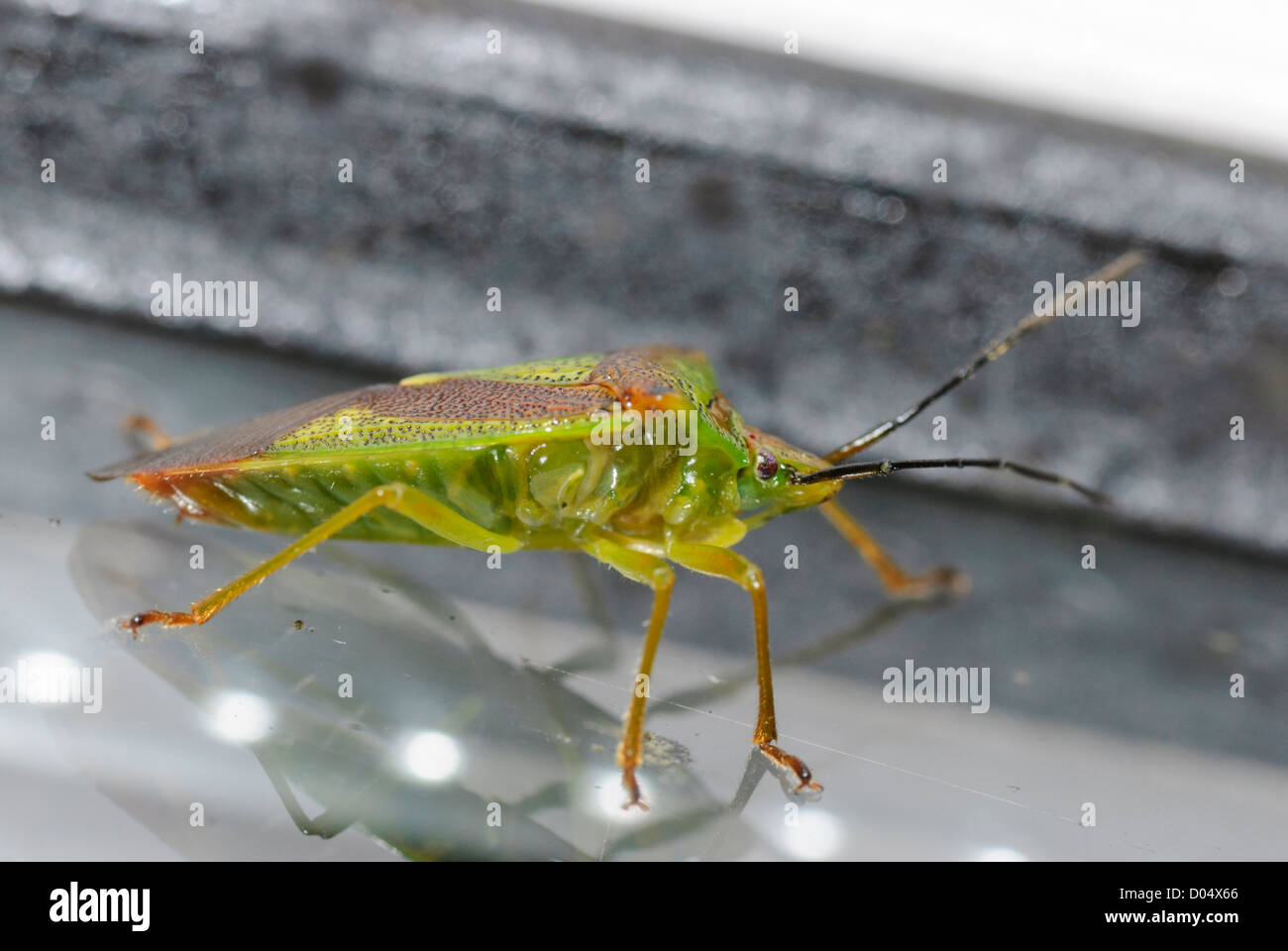 Una protezione di biancospino Bug, Acanthosoma haemorrhoidale, su una porta di patio nel South Yorkshire. Foto Stock