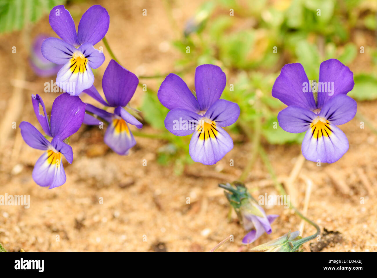 La forma viola della Wild Pansy, Viola tricolore curtisii ssp, crescente sulle dune di sabbia a Kenfig Burrows nel Galles del Sud Foto Stock