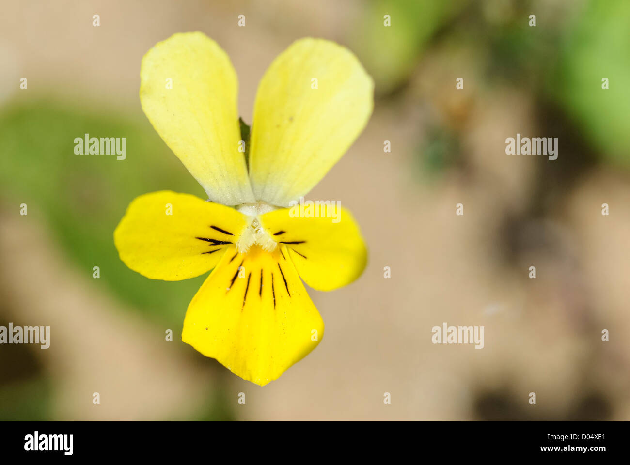 La bella forma gialla della Wild Pansy, Viola tricolore curtisii ssp, crescente sulle dune di sabbia a Kenfig Burrows nel Galles del Sud Foto Stock