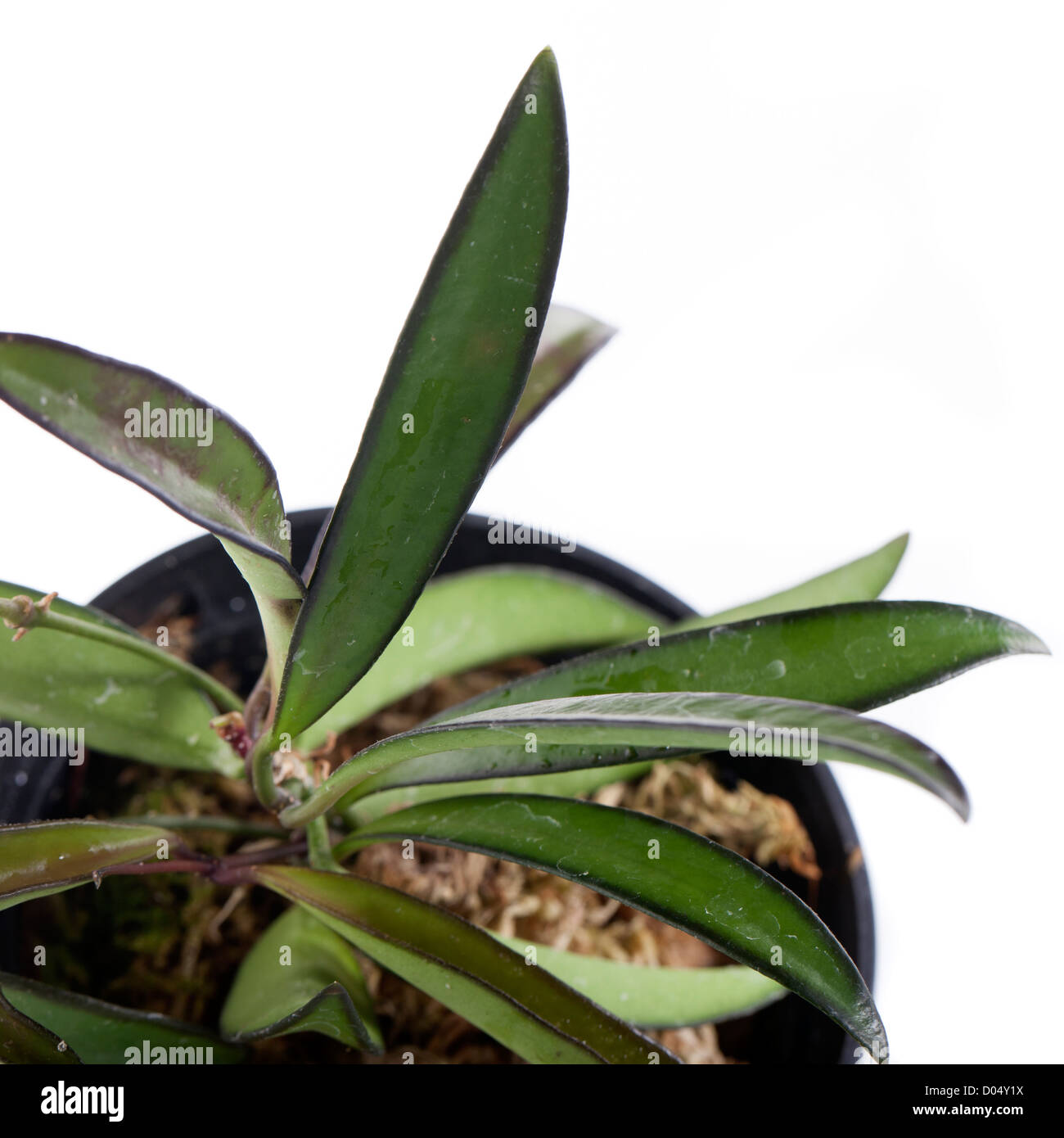 Waxvine, Porslinsblomma (Hoya wayettii) Foto Stock