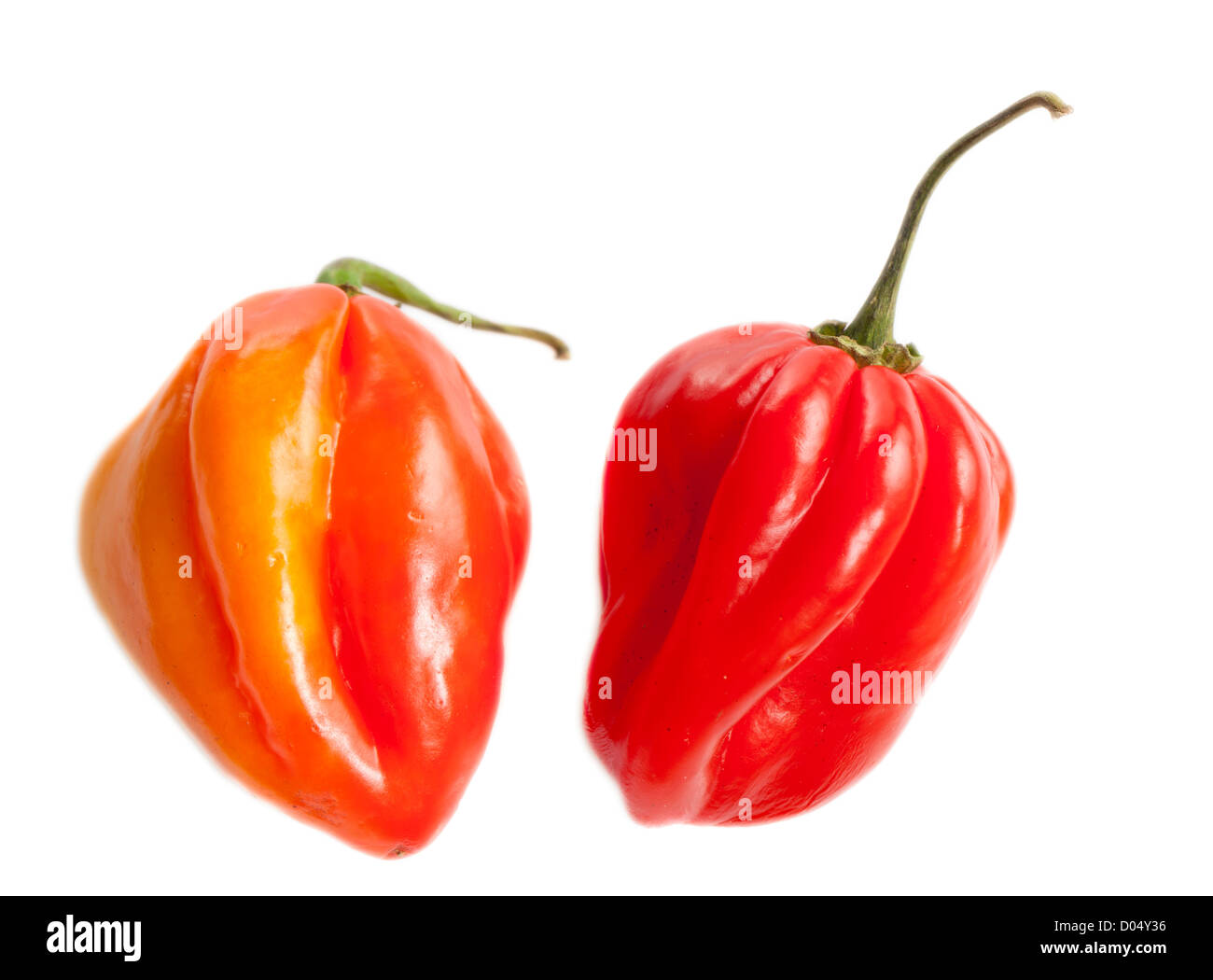 'L'Habanero' peperoncino, Havannapeppar (Capsicum chinense ) Foto Stock