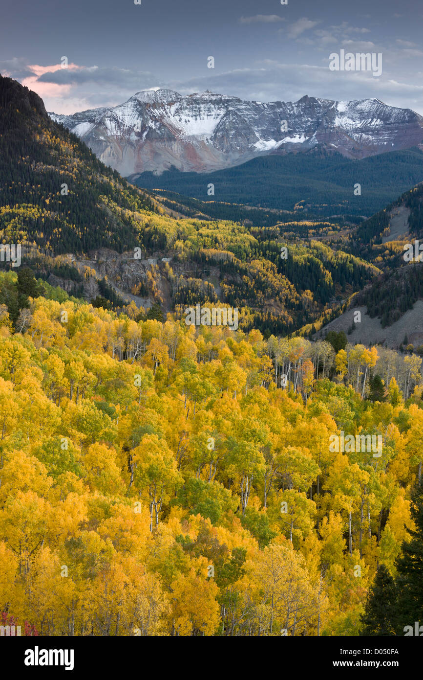 Aspen foreste in autunno, guardando attraverso di pecore di montagna e San Miguel picco, San Juan Mountains, Colorado, STATI UNITI D'AMERICA Foto Stock
