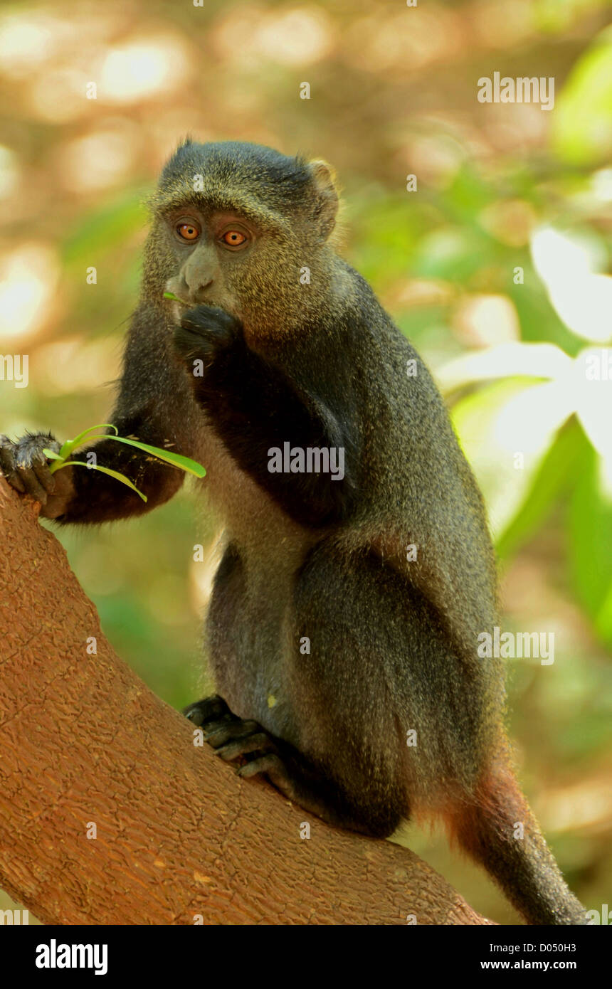 Una scimmia blu a mangiare in una struttura ad albero al Lago Manyara in Tanzania, Africa Foto Stock