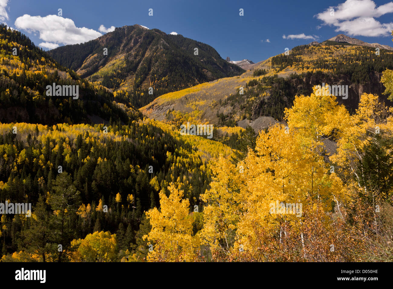 Cerca attraverso foreste di Aspen in autunno fino a Lizard Head Peak, San Juan Mountains, Colorado, STATI UNITI D'AMERICA Foto Stock