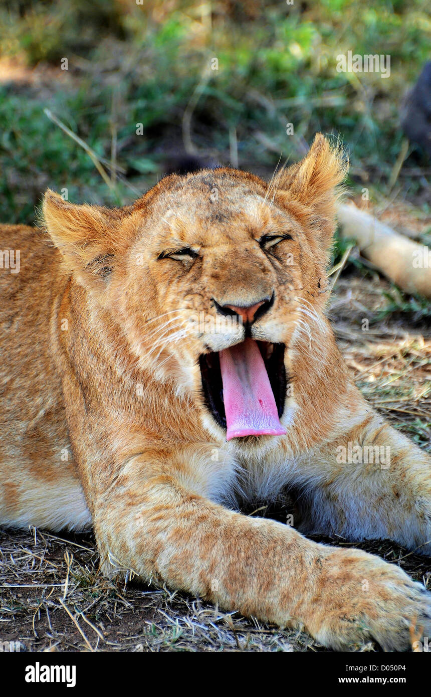 Un LION CUB sbadigli nel Parco Nazionale del Serengeti, Tanzania Africa. Foto Stock