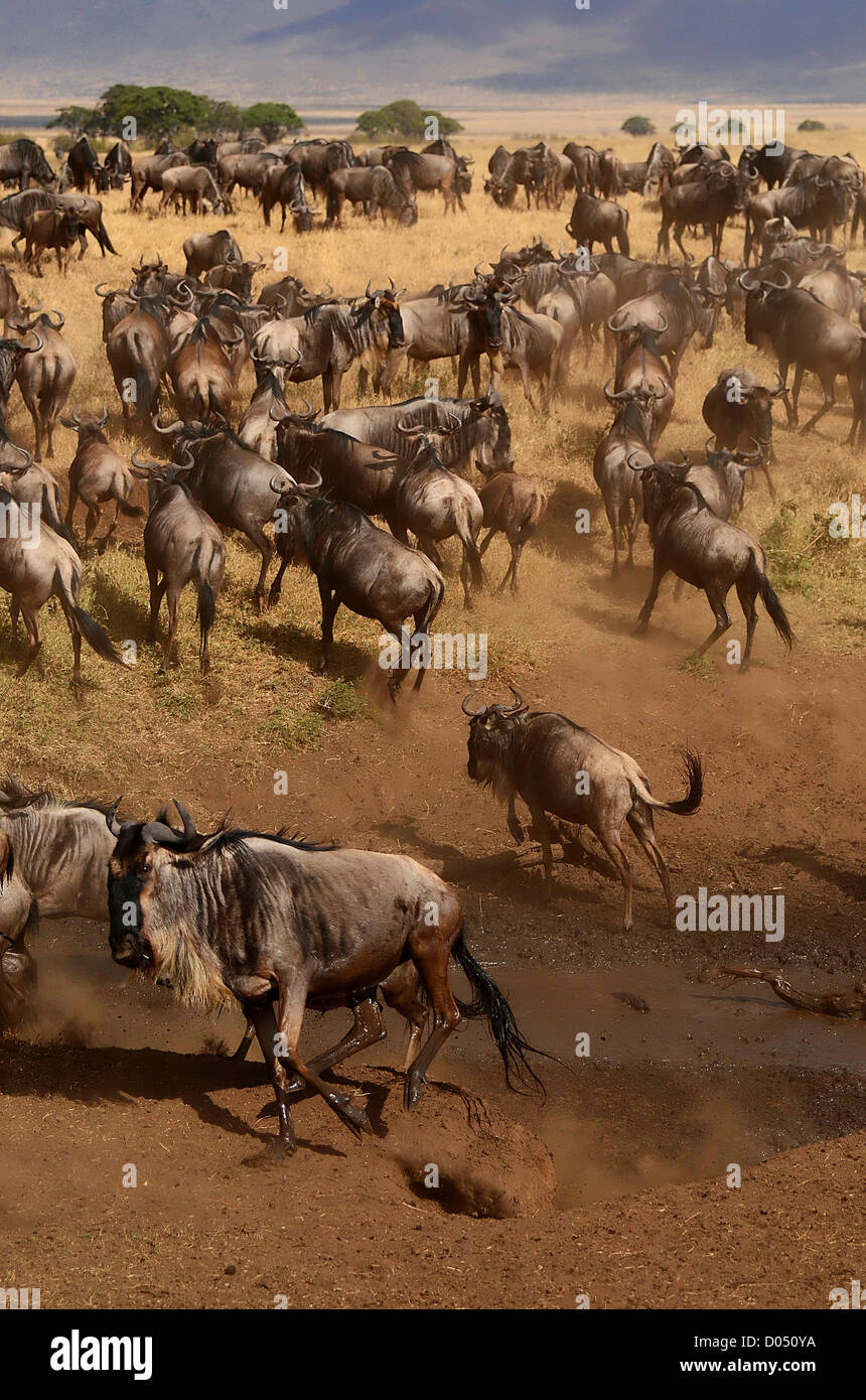 Una mandria di gnu scattering da un fiume nel cratere di Ngorongoro, Tanzania Africa Foto Stock