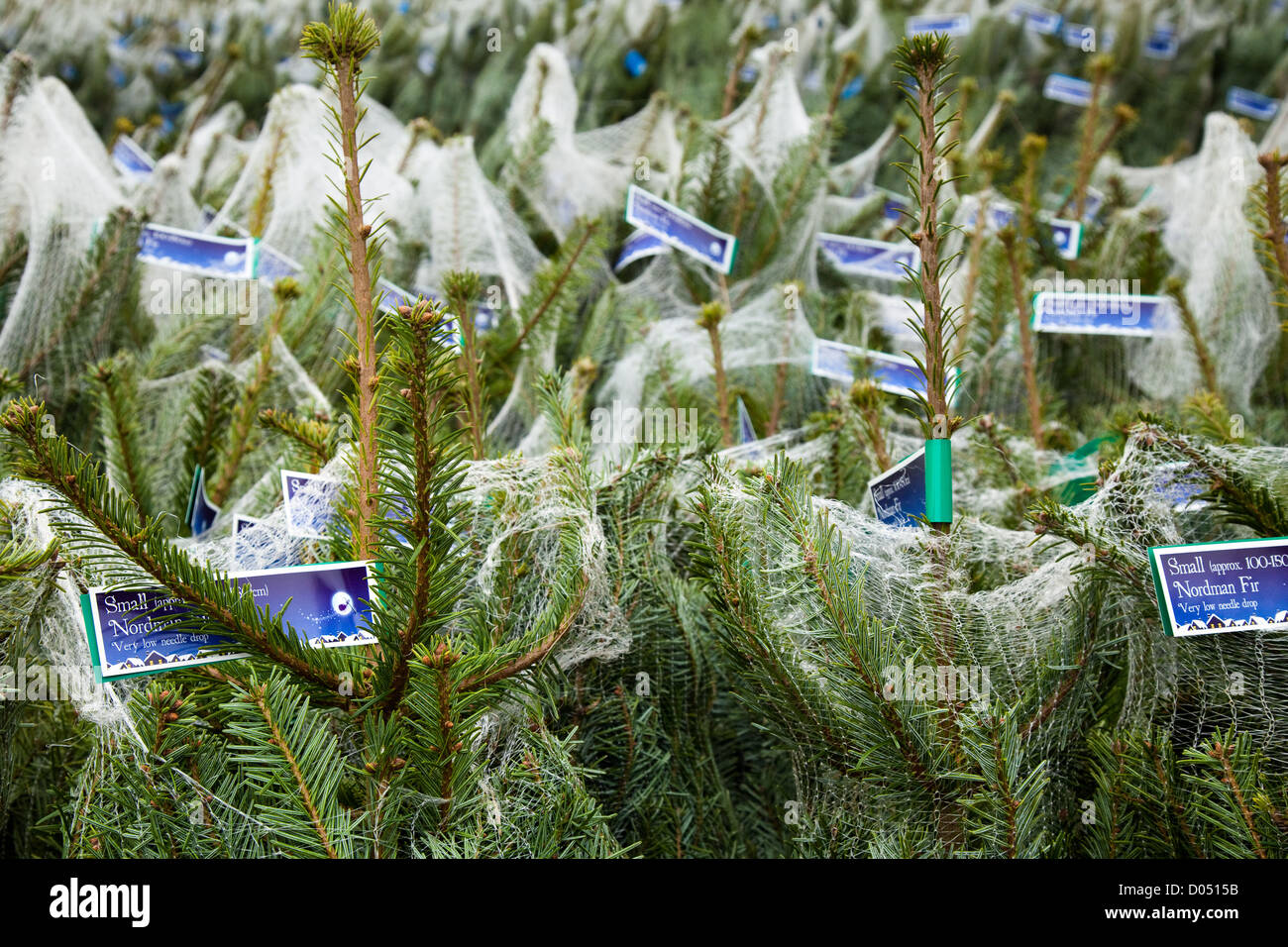 Reticolare Fir Nordman Alberi di Natale di essere confezionati e impilati pronti per il caricamento in Lancashire, Regno Unito Foto Stock