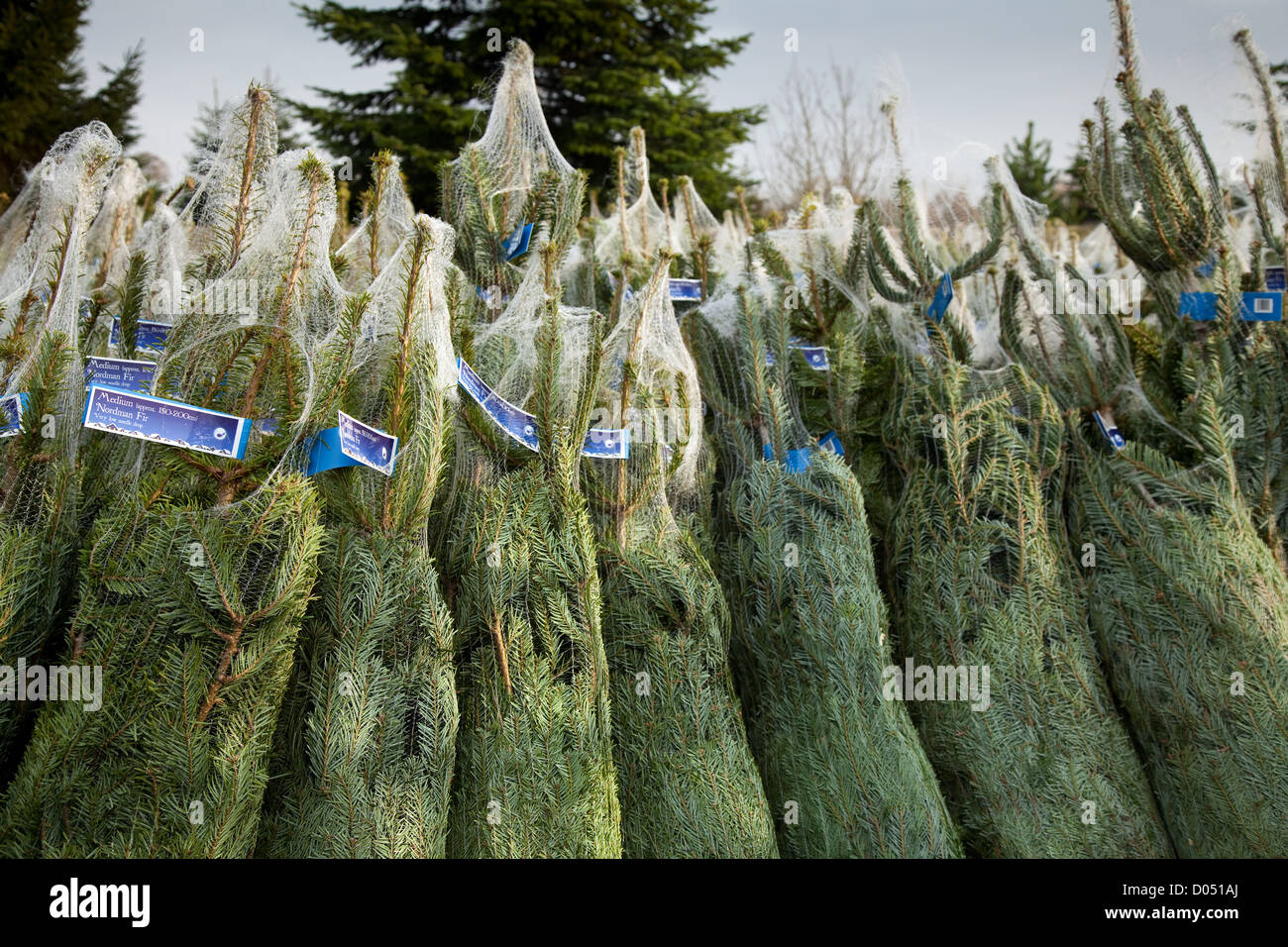 Reticolare Fir Nordman Alberi di Natale di essere confezionati e impilati pronti per il caricamento in Lancashire Foto Stock