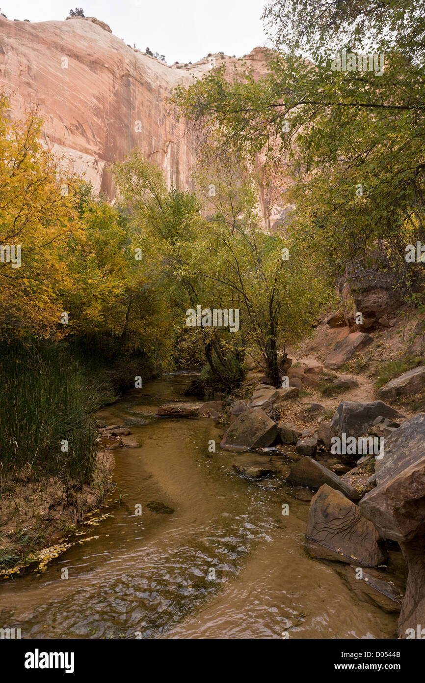 Calf Creek, Grand Staircase-Escalante Monumento Nazionale; pulire creek e incontaminata di vegetazione ripariale, sud dello Utah, Stati Uniti d'America Foto Stock