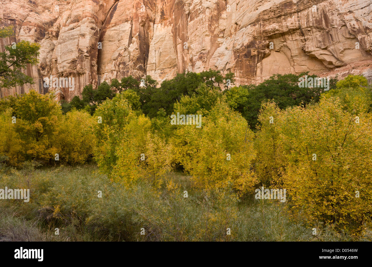 Calf Creek, Grand Staircase-Escalante Monumento Nazionale; pulire creek e incontaminata di vegetazione ripariale, sud dello Utah, Stati Uniti d'America Foto Stock