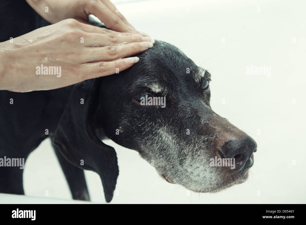 Mano umana cane di lavaggio con sapone Foto Stock