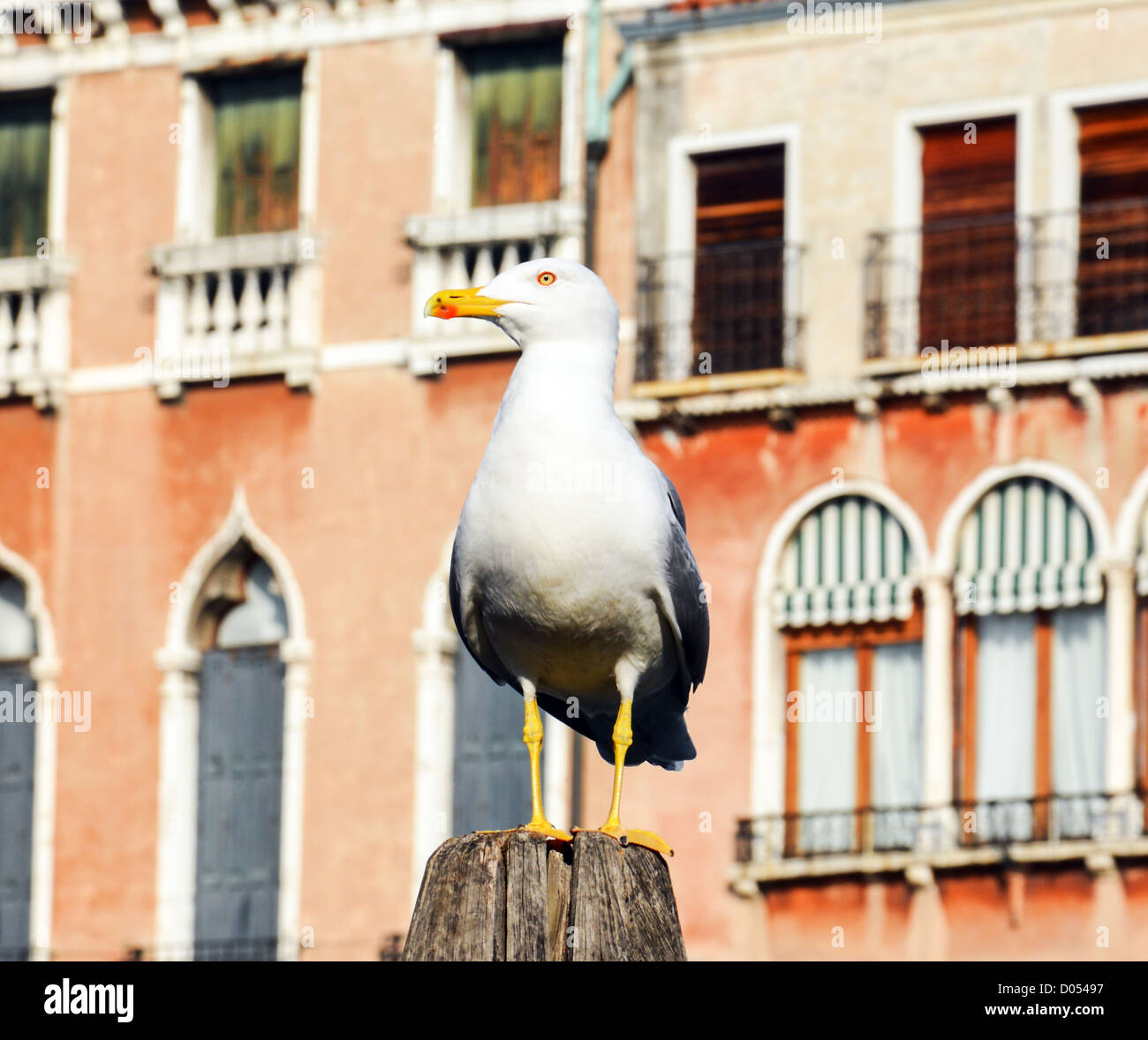 Seagull a Venezia Italia Foto Stock