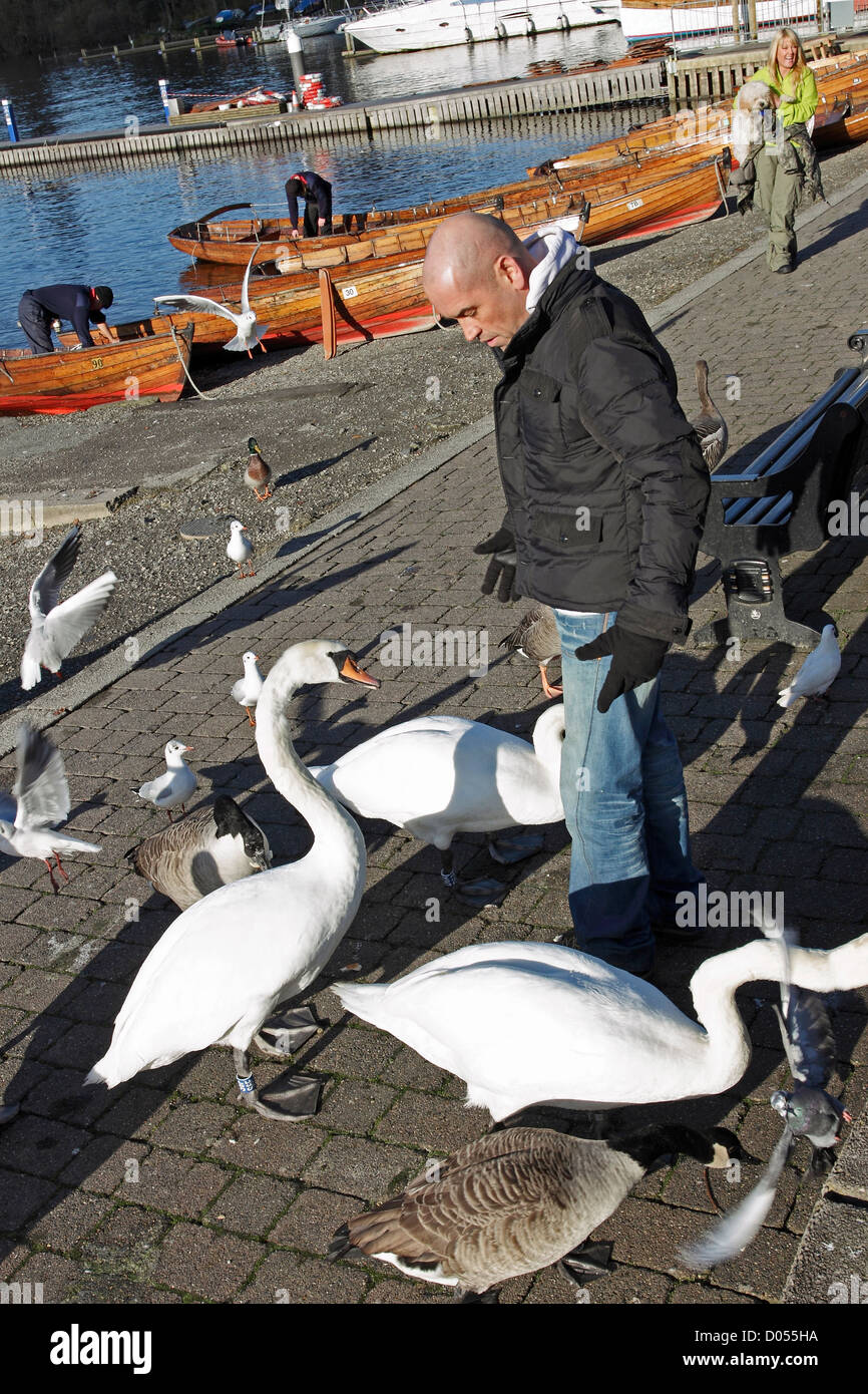 Un uomo oche alimentazione,cigni e gabbiani a Bowness sulle rive del lago di Windermere in Cumbria, Inghilterra. Foto Stock