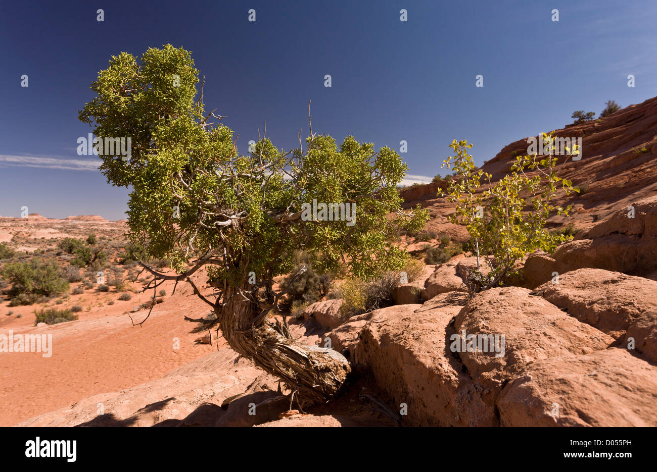 Una nana bonsai Utah Juniper, Juniperus osteosperma; Grand Staircase-Escalante monumento nazionale, il sud dello Utah, Stati Uniti d'America Foto Stock