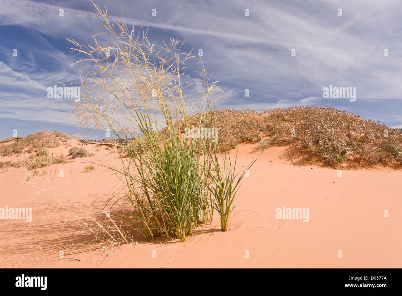 Sandreed gigante, Calamovilfa gigantea, sulle dune in Coral Pink Sand Dunes State Park, Utah, Stati Uniti d'America Foto Stock
