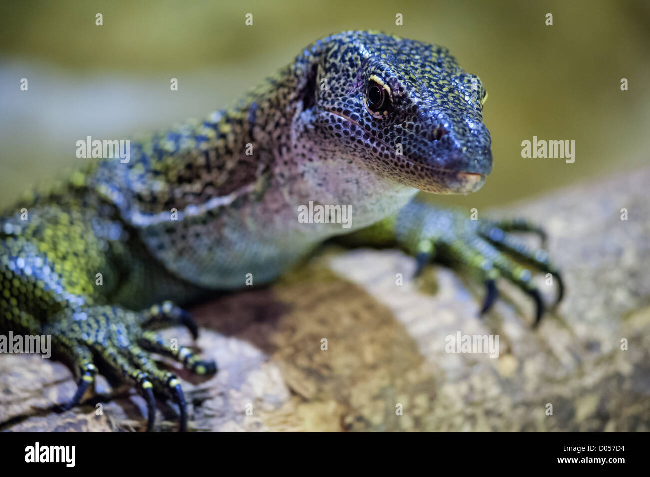 Curioso lizard, guardando la fotocamera. Molto leggera profondità di campo, concentrarsi su lisards gli occhi. Foto Stock