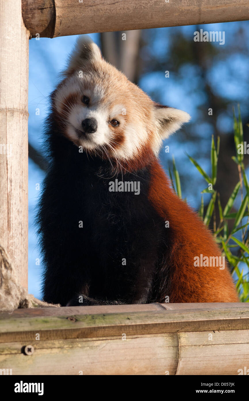 Piccolo panda rosso (Ailurus fulgens) guardando la fotocamera Foto Stock