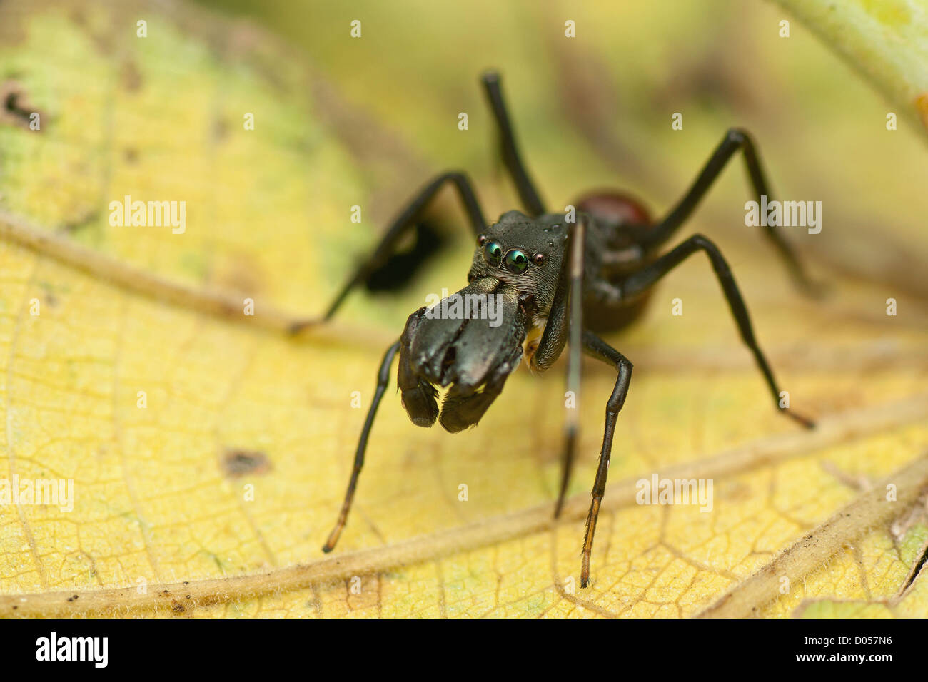 Formica mimica immagini e fotografie stock ad alta risoluzione - Alamy