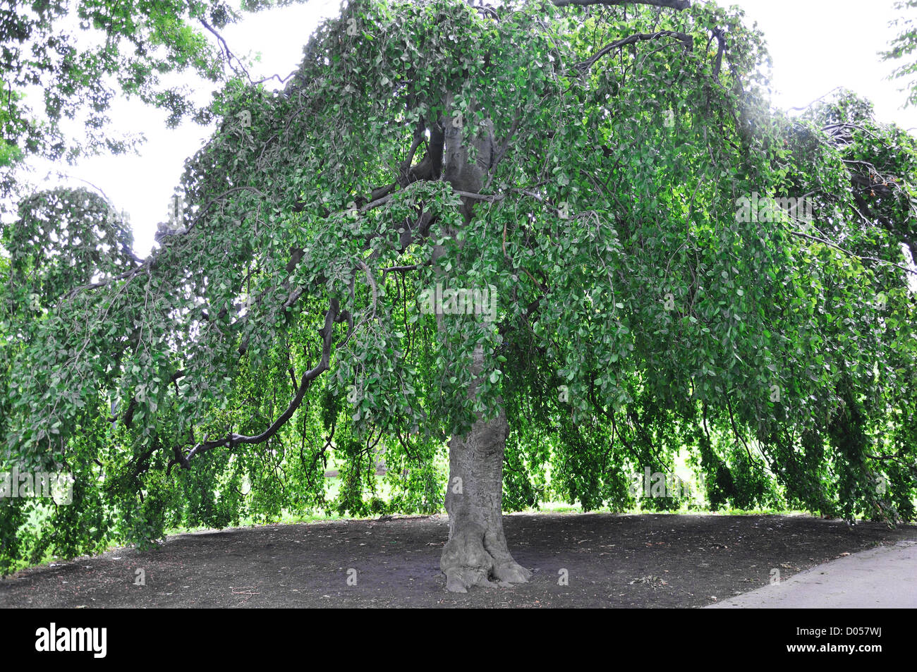 Katsura Cercidiphyllum japonicum tree Foto Stock