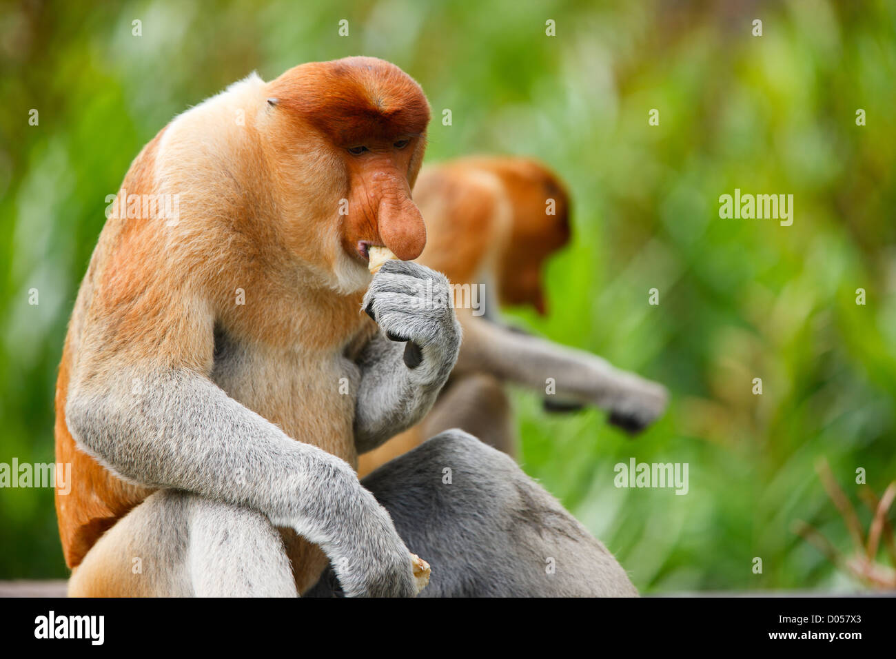 Proboscide scimmie Foto Stock