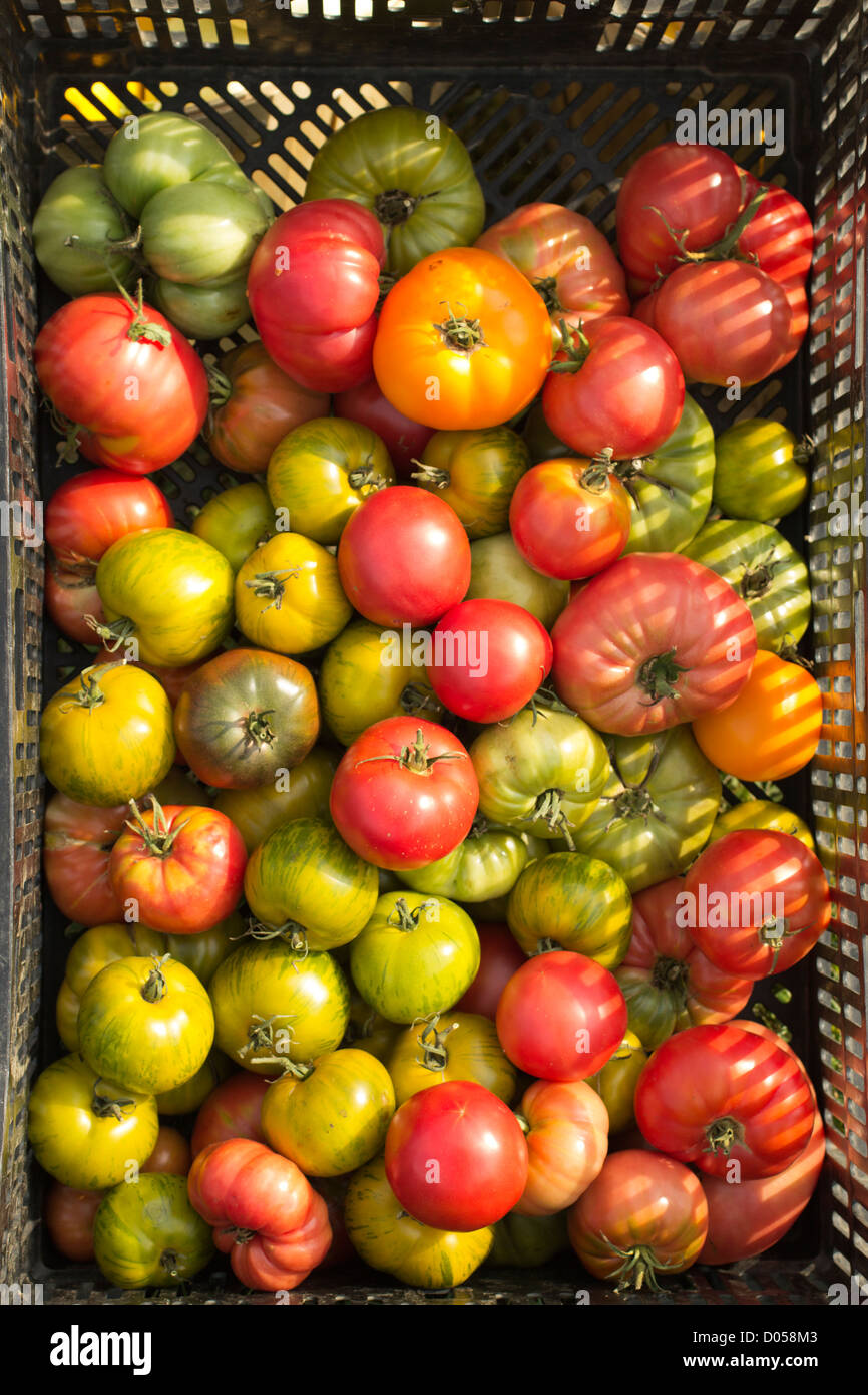 Mature cimelio di pomodori Foto Stock
