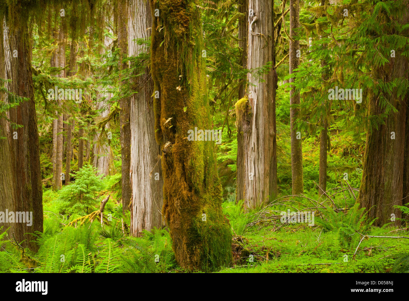 WASHINGTON - Moss alberi coperti in Quinault Rain Forest dalla forcella del nord Quinault River Trail nel Parco Nazionale di Olympic. Foto Stock