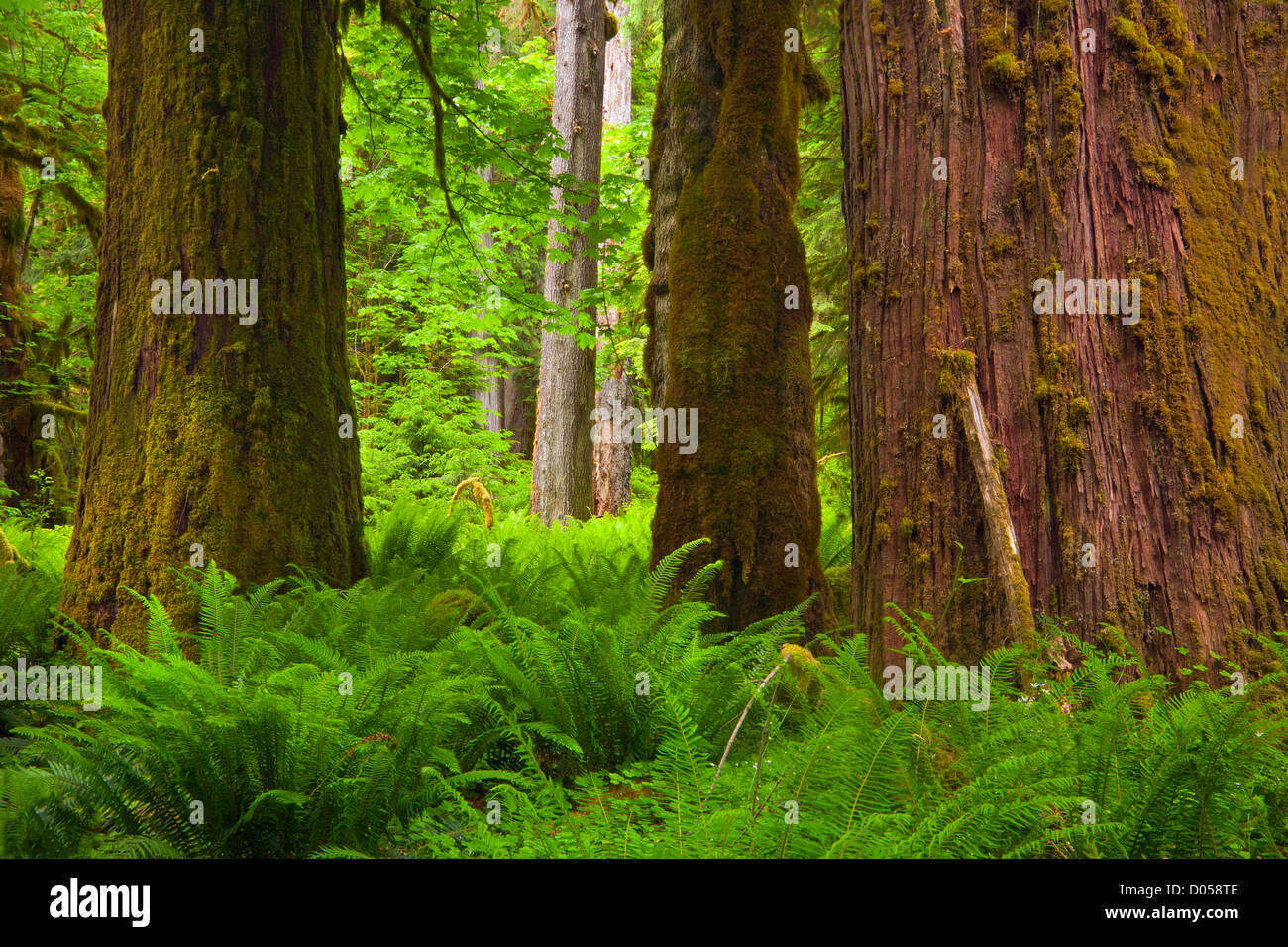 WASHINGTON - Gli alberi e le felci in Quinault Rain Forest lungo la North Fork Quinault River Trail nel Parco Nazionale di Olympic. Foto Stock