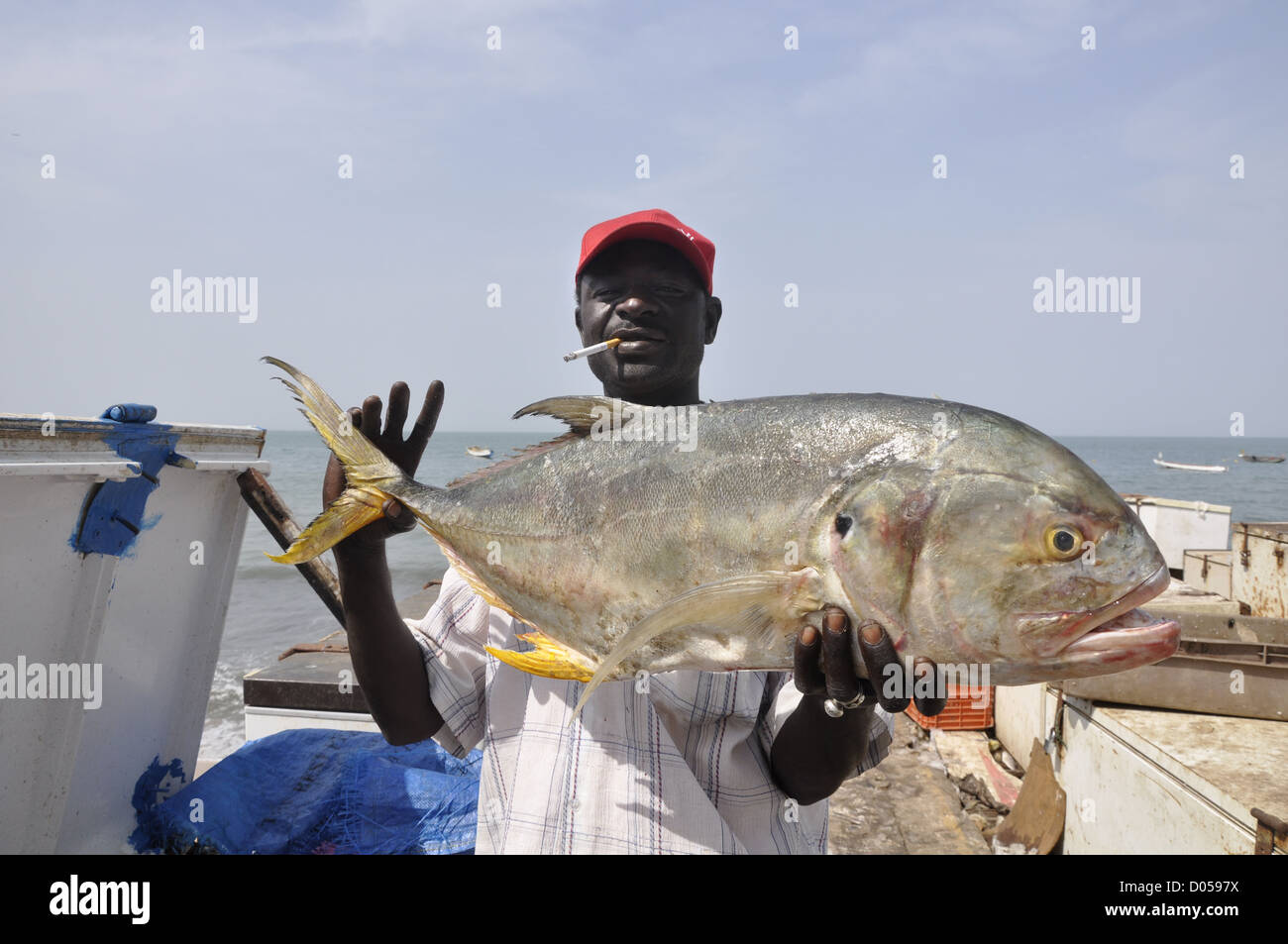 Uomo con grandi pesci nel porto di Bakau, il Gambia. Foto Stock