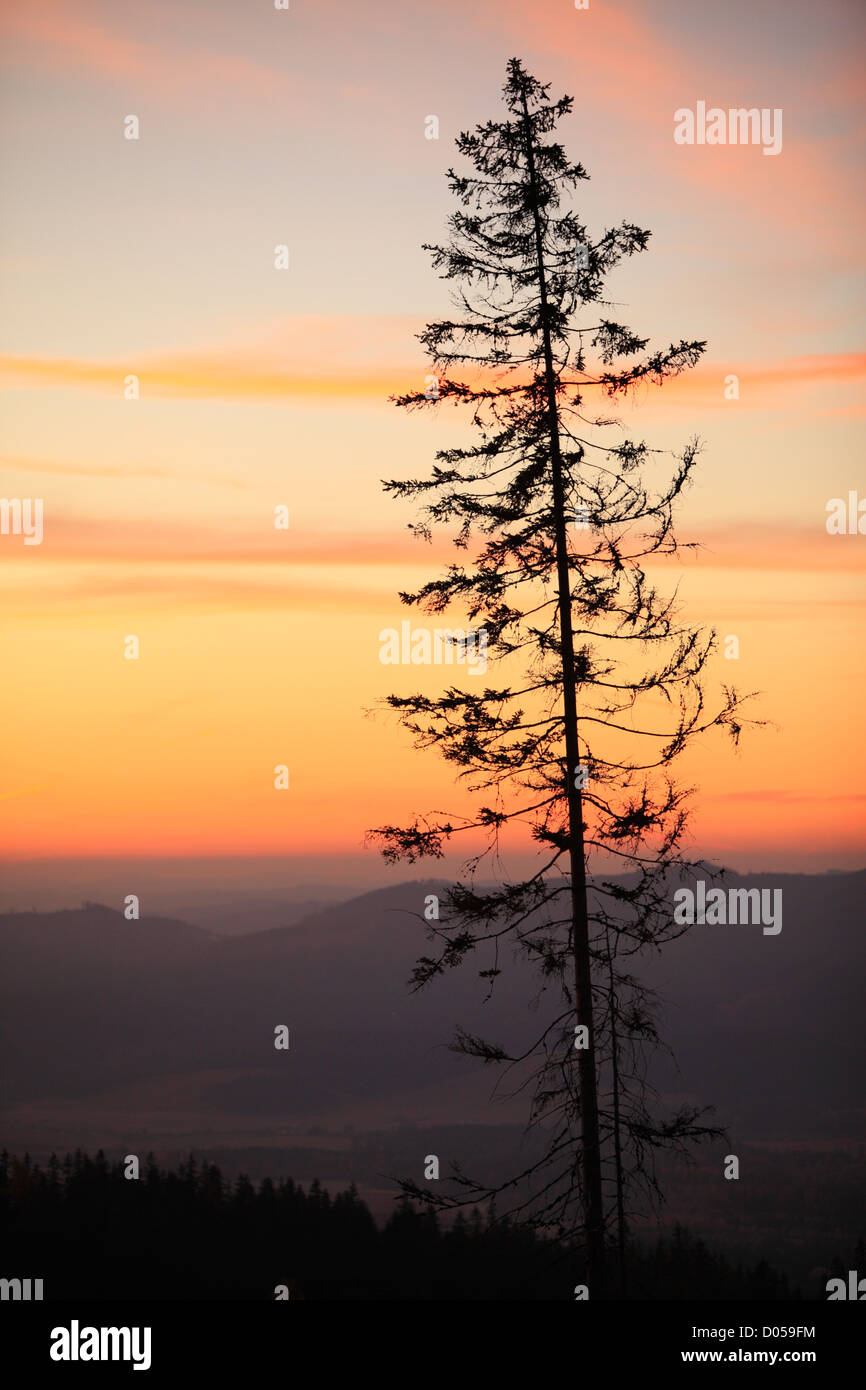 Silhouette di pino nelle montagne Tatra regione della Slovacchia Foto Stock