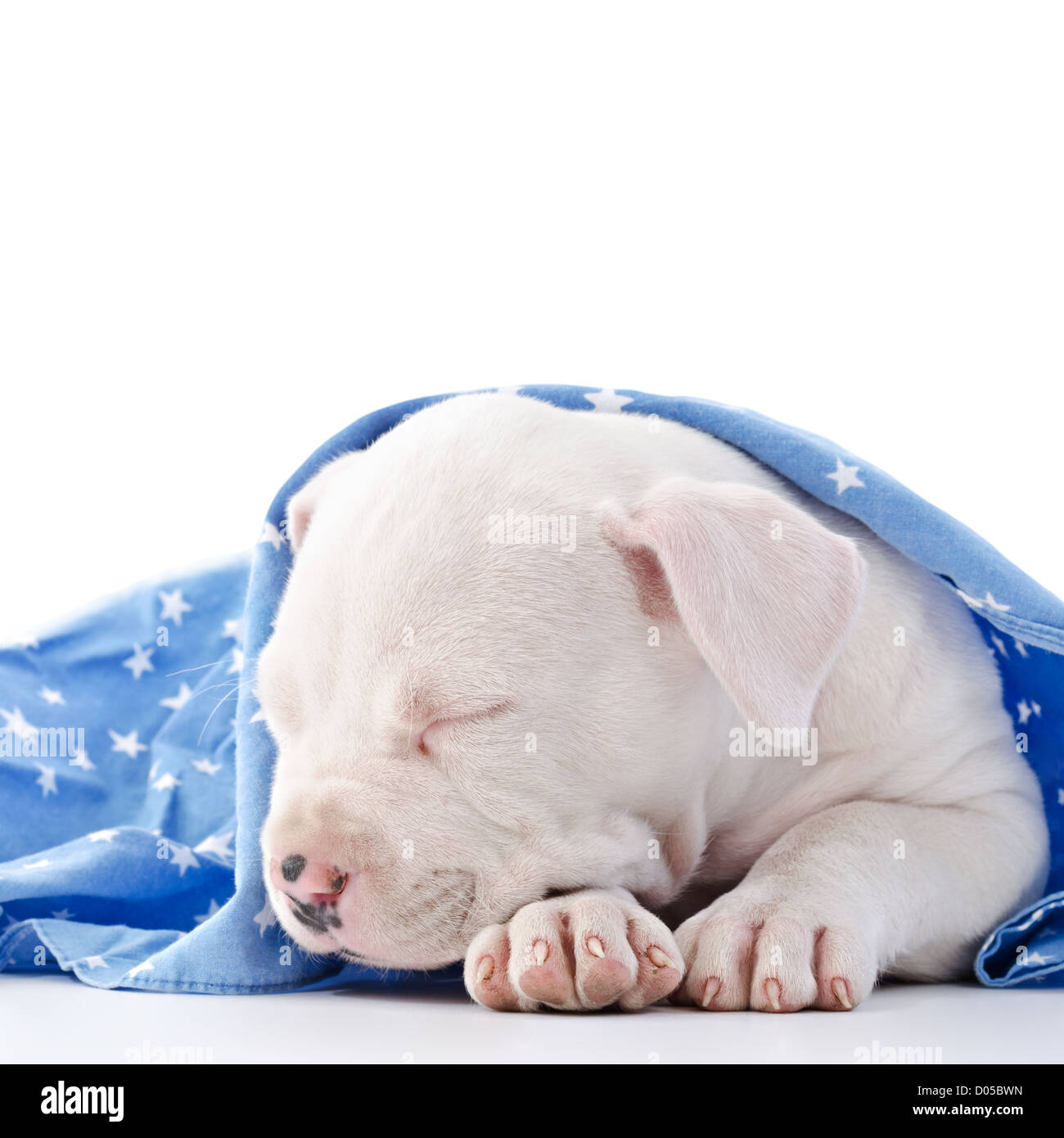 American Staffordshire Terrier cucciolo di cane coperto con blu coperta stellata, dormendo, testa closeup Foto Stock