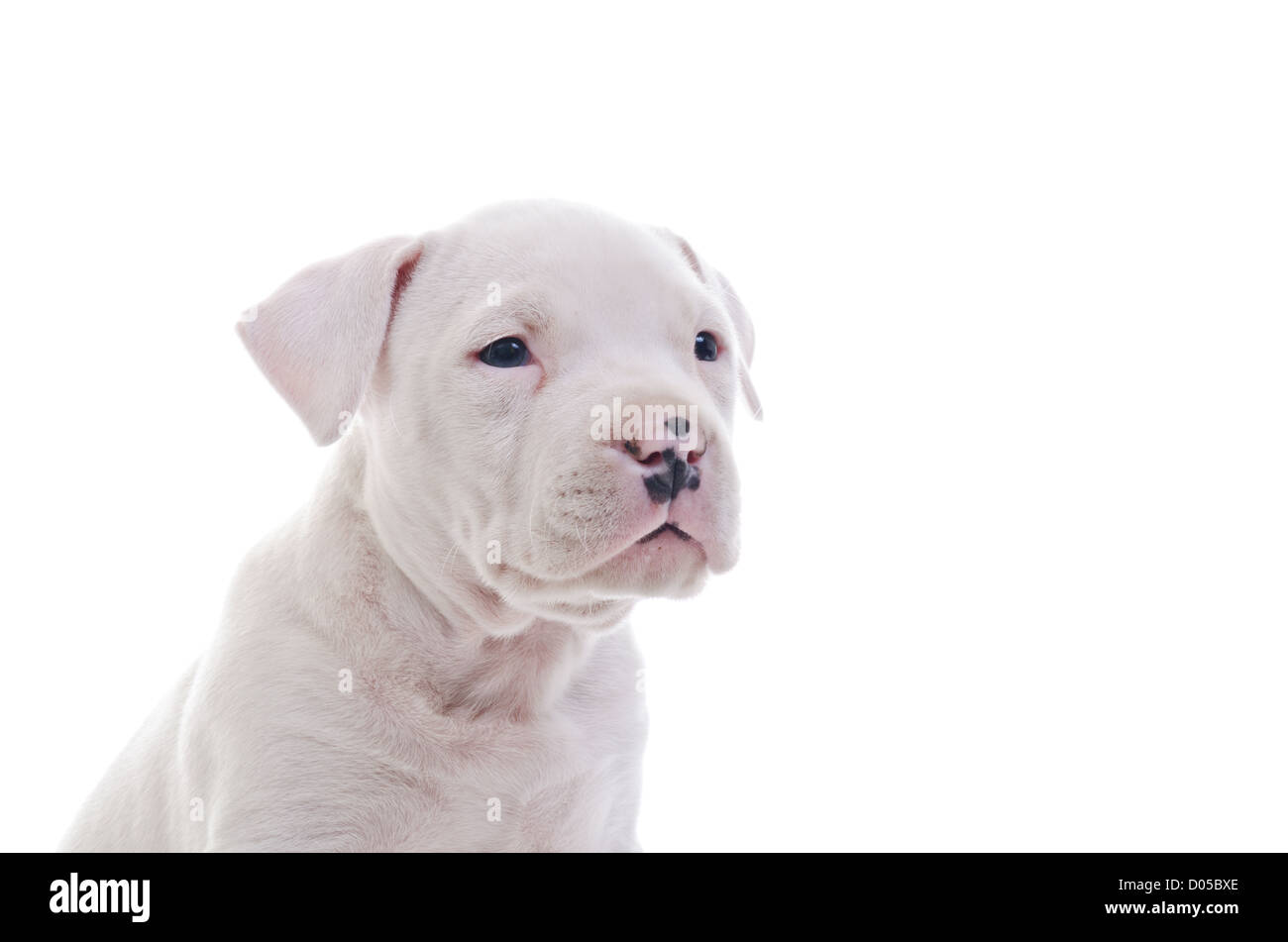 American Staffordshire Terrier cucciolo di cane guardando, primo piano Foto Stock