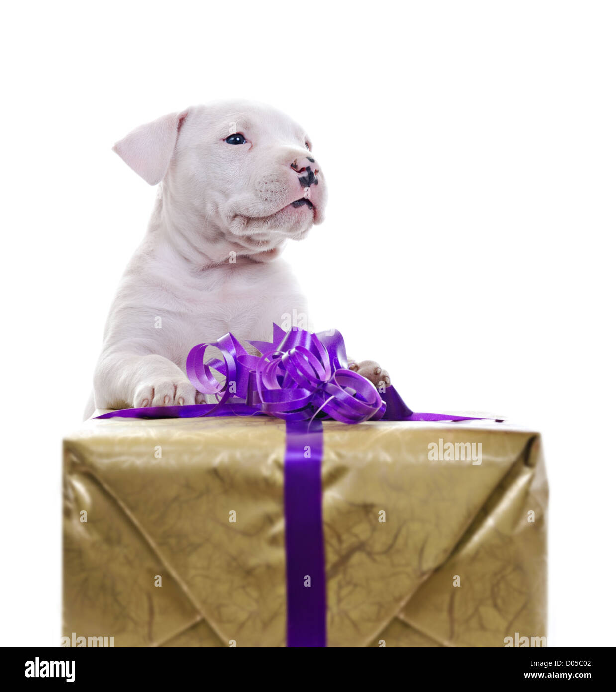 American Staffordshire Terrier cucciolo di cane magra contro big box regalo,  guardando al di fuori della fotocamera Foto stock - Alamy