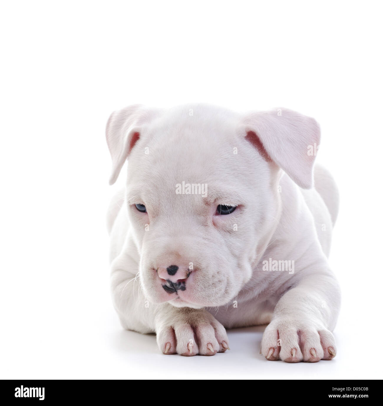 American Staffordshire Terrier cane cucciolo di posa Foto Stock