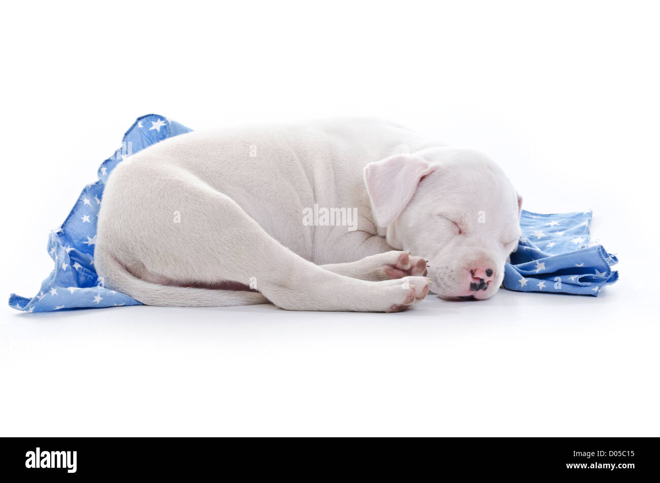 American Staffordshire Terrier cucciolo di cane dormire su blu coperta stellata Foto Stock