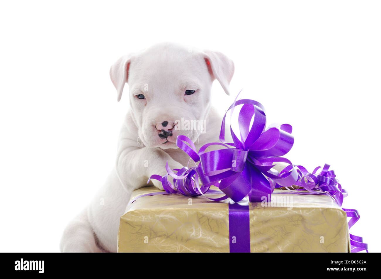 American Staffordshire Terrier cucciolo di cane magra contro big box regalo,  guardando al di fuori della fotocamera Foto stock - Alamy