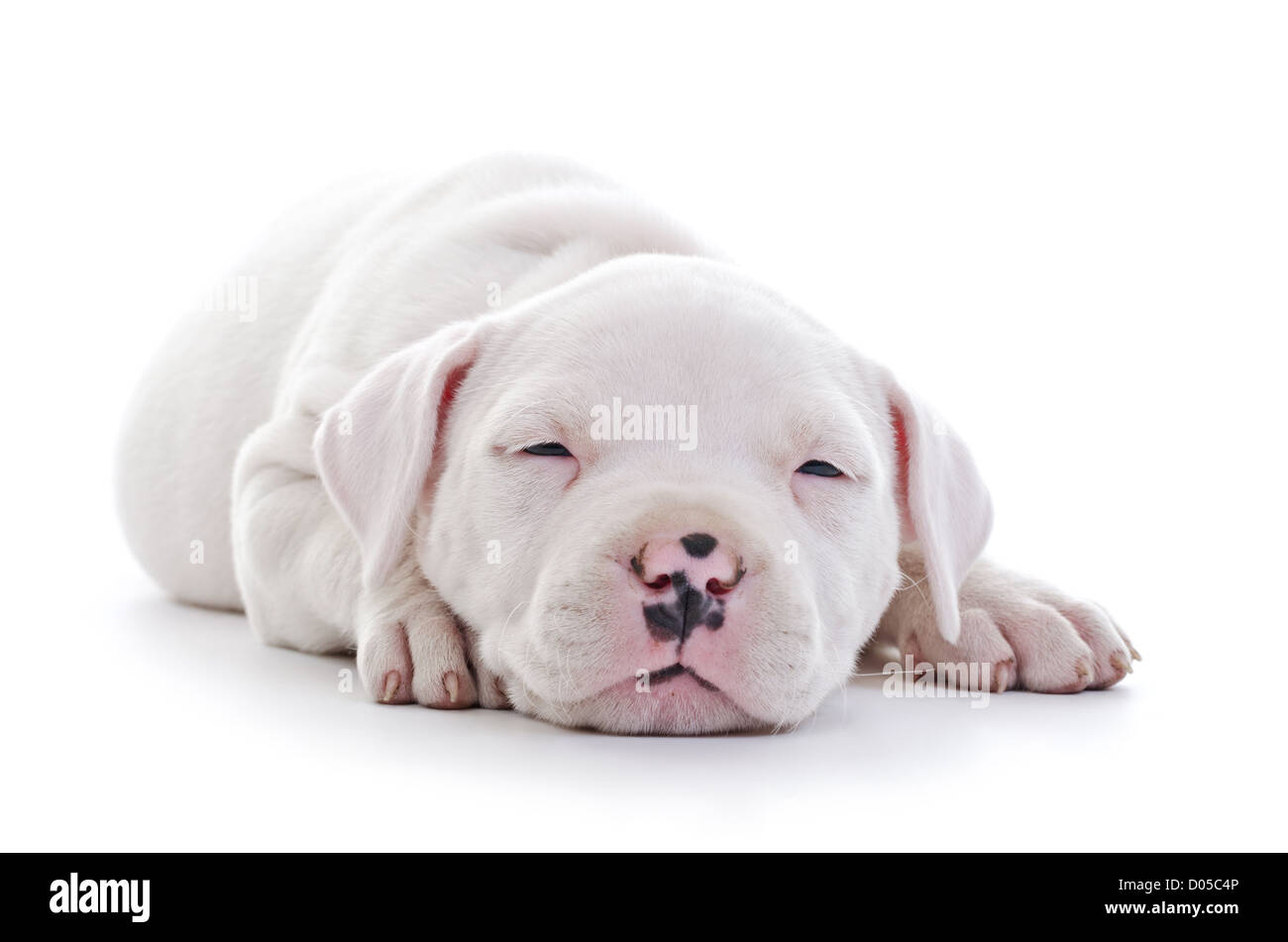 American Staffordshire Terrier cane cucciolo stanco di posa Foto Stock