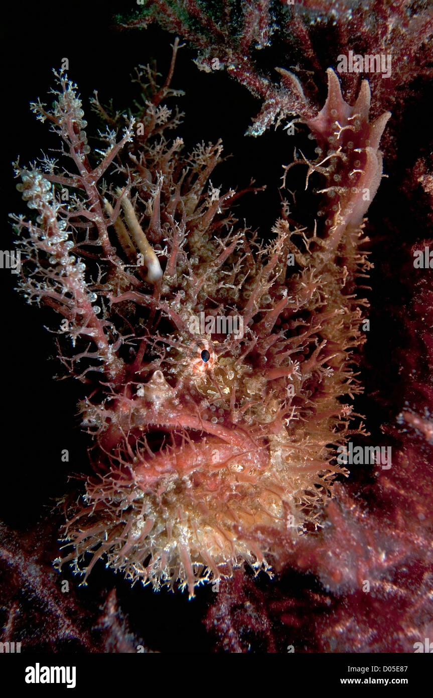 Il Lurker Foto Stock