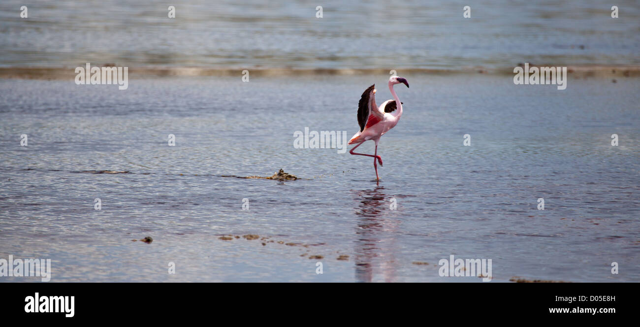 Un fenicottero maggiore proviene in per un atterraggio su un lago nel Parco Nazionale del Serengeti, Tanzania Foto Stock