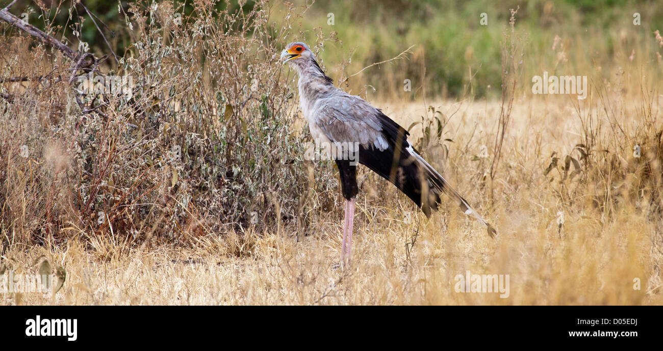 Un Segretario unico uccello sulla savana. Parco Nazionale del Serengeti, Tanzania Foto Stock