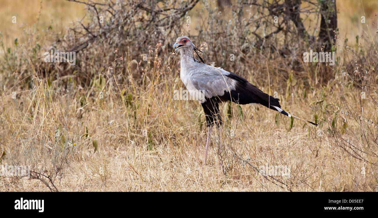 Un Segretario unico uccello sulla savana. Parco Nazionale del Serengeti, Tanzania Foto Stock