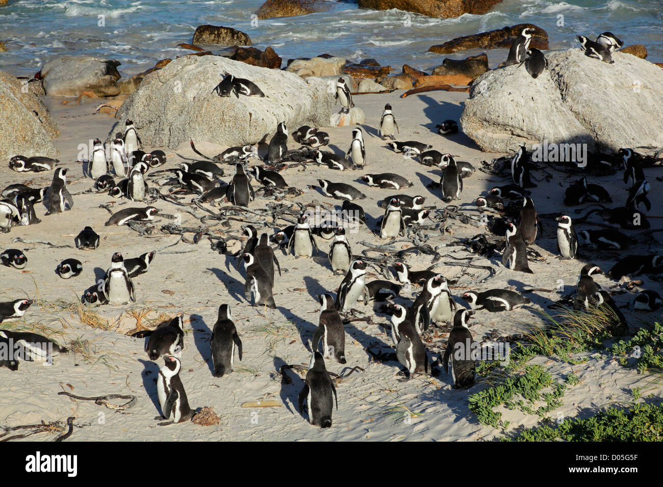 Allevamento di colonia di pinguini africani (Spheniscus demersus), Western Cape, Sud Africa Foto Stock