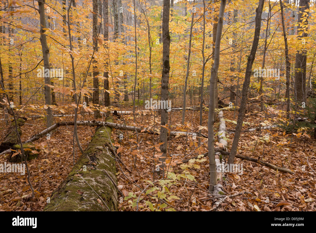 Boschi autunnali nei pressi del Monte Marcy, Montagne Adirondack, nello Stato di New York, Stati Uniti d'America Foto Stock