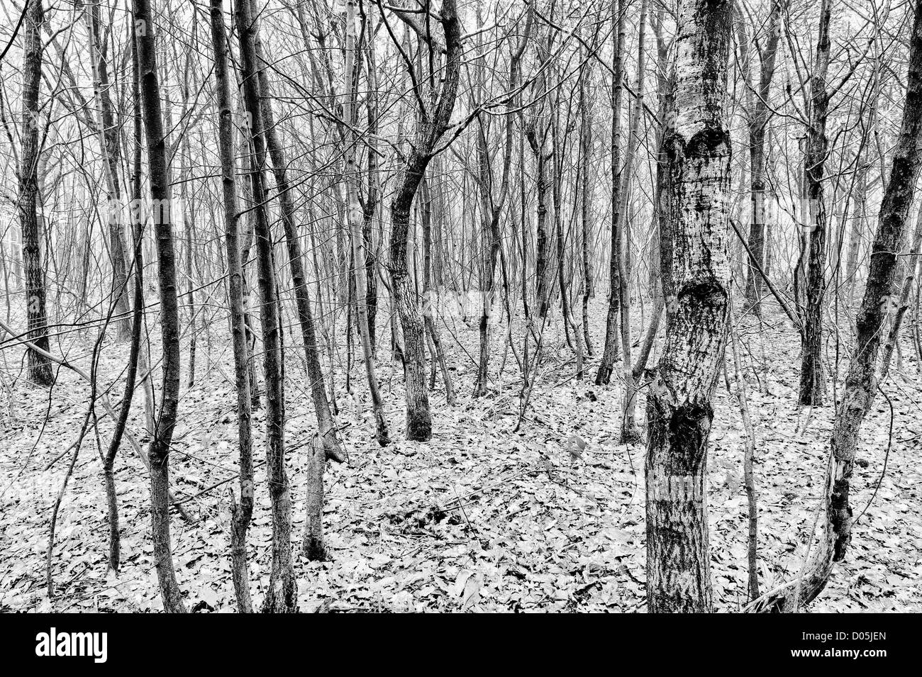 Politica europea comune in materia di faggio matura foresta di Bosco in autunno la nebbia e pioggia Foto Stock