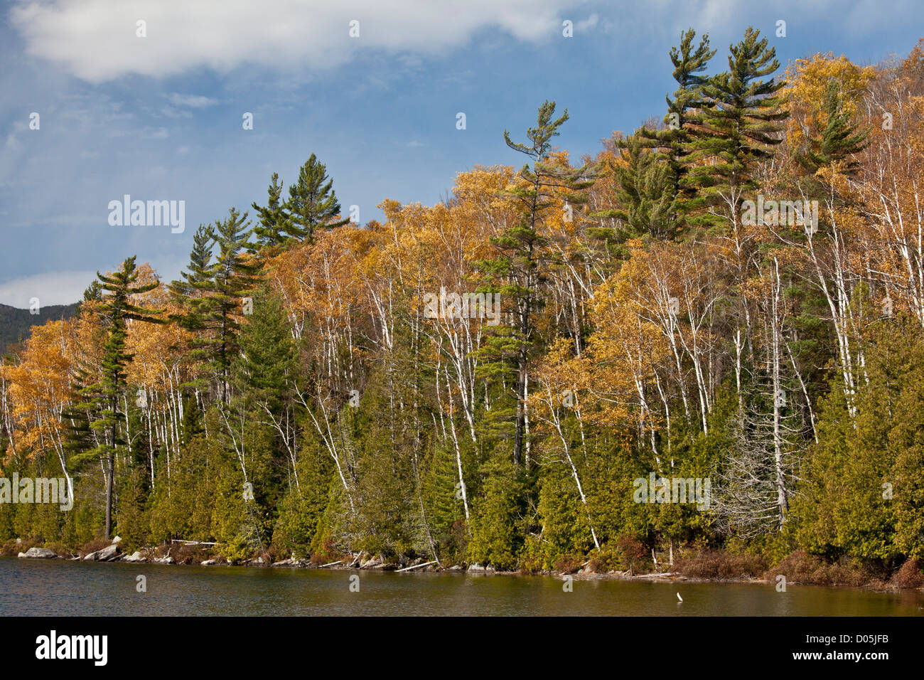 Boschi in autunno, intorno al lago di cuore, Montagne Adirondack, nello Stato di New York, Stati Uniti d'America Foto Stock