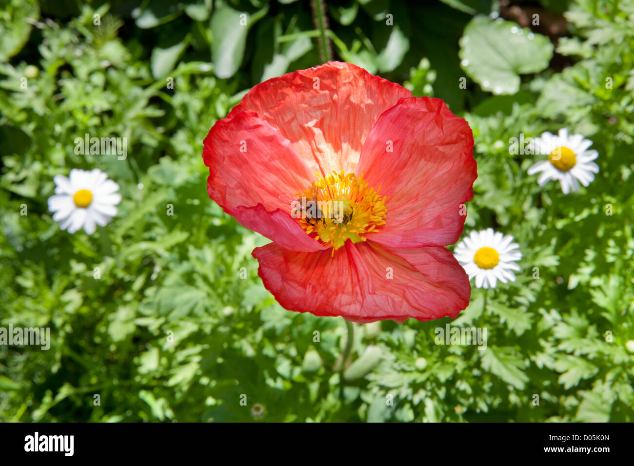 Un western honey bee ( Apis mellifera) su un fiore di papavero Foto Stock