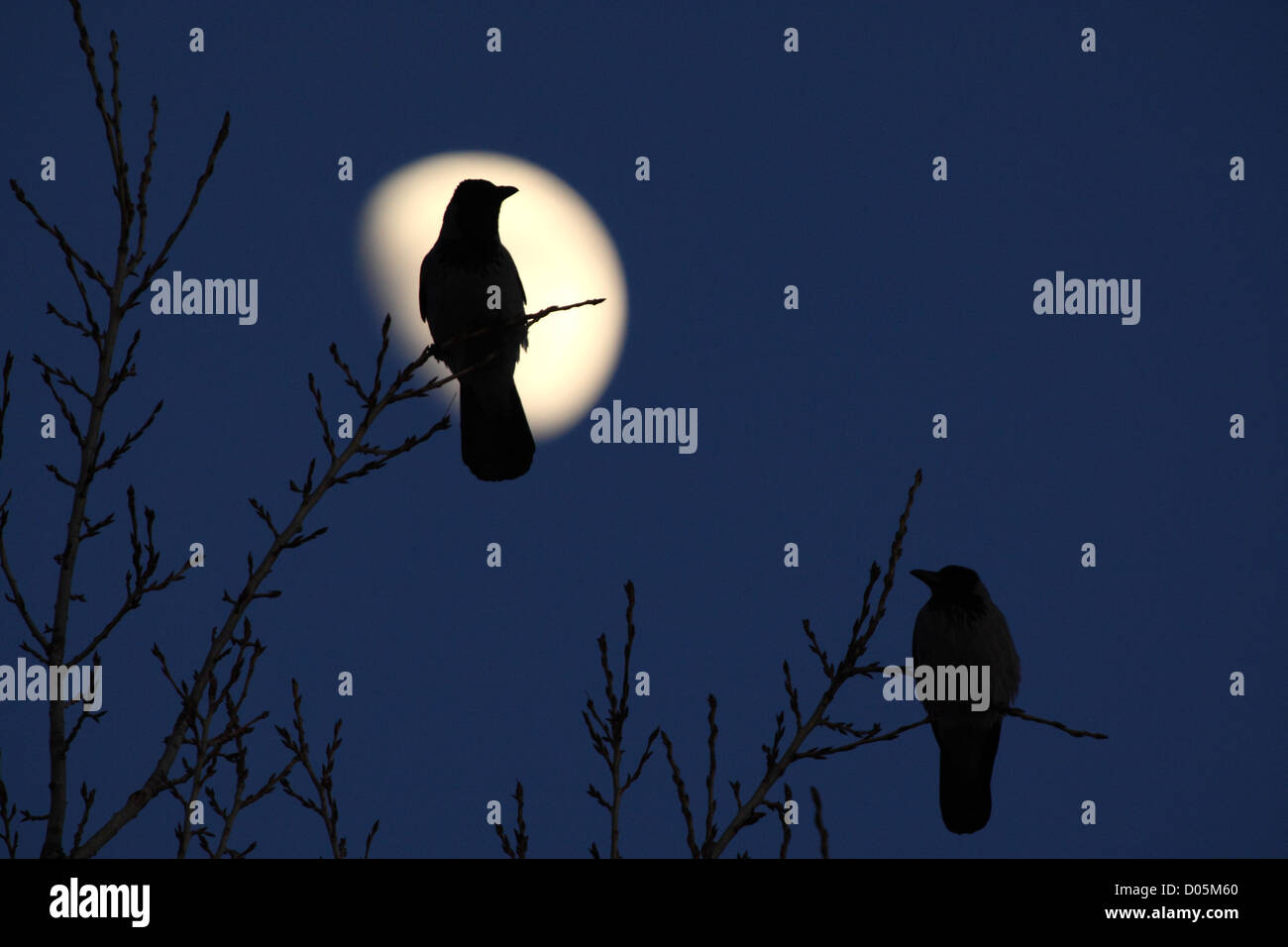 Silhouette di cornacchia mantellata (Corvus cornix) con una luna Foto Stock