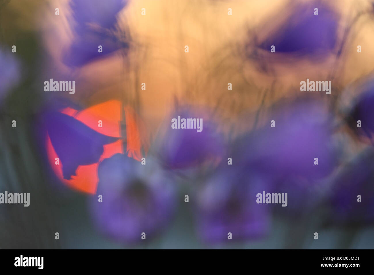 Wild Peach-lasciarono la campanula (Campanula persicifolia), Europa Foto Stock