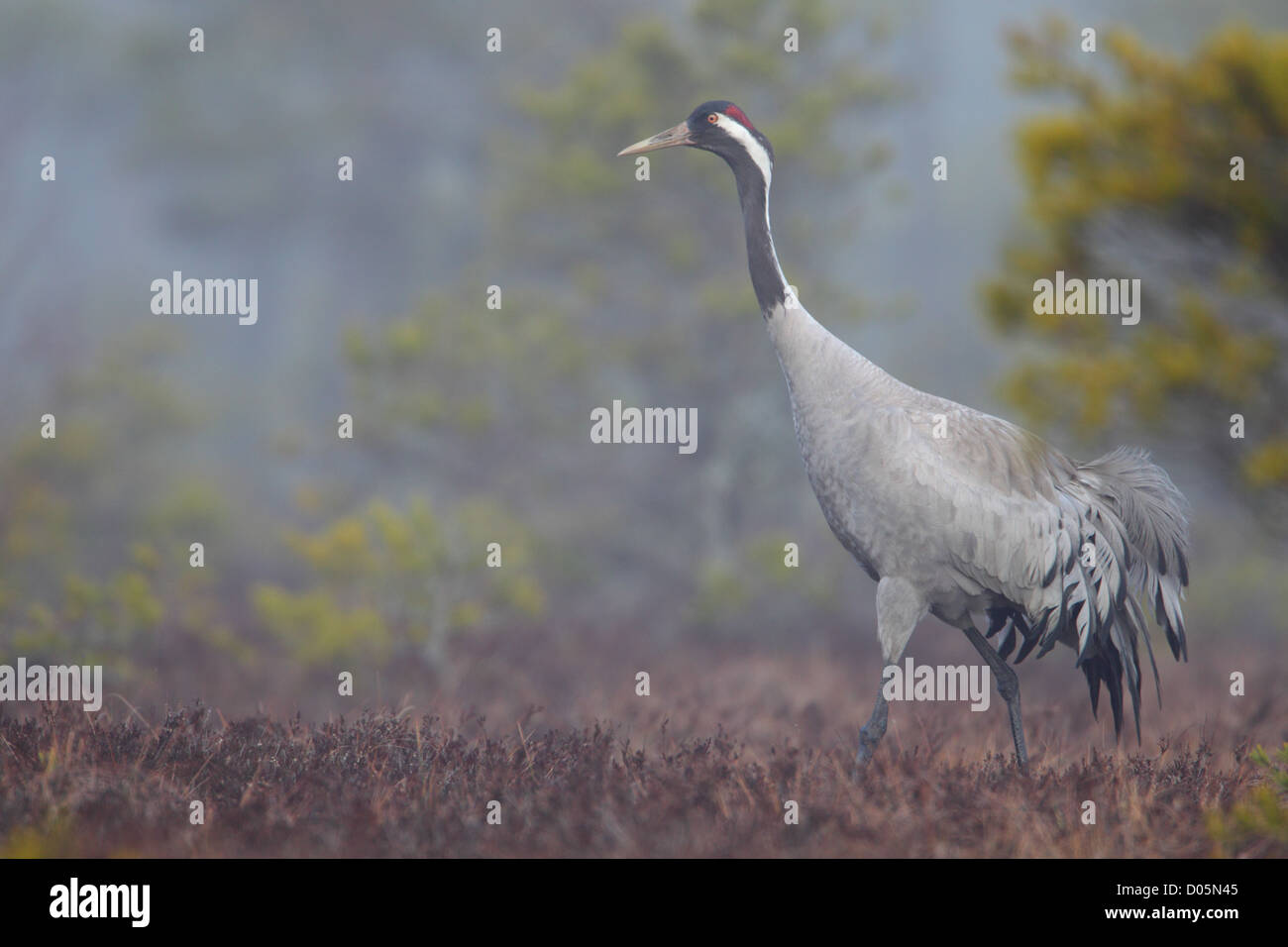 Gru comune (grus grus) in bog. Europa Foto Stock